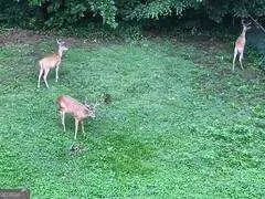 a kitchen with a sink cabinets and appliances