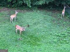 1558 Womack Road Atlanta, GA 30338 - Photo 18 of 19 a backyard of a house with table and chairs