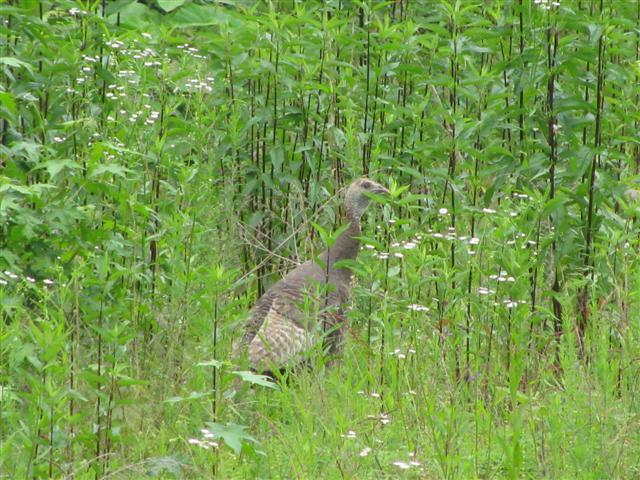 507 Doverdale Road Waverly, TN 37185 - Photo 7 of 8 Lots of wildlife