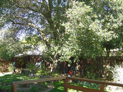 2329 Floral Way Santa Rosa, CA 95403 - Photo 7 of 8 a view of tree