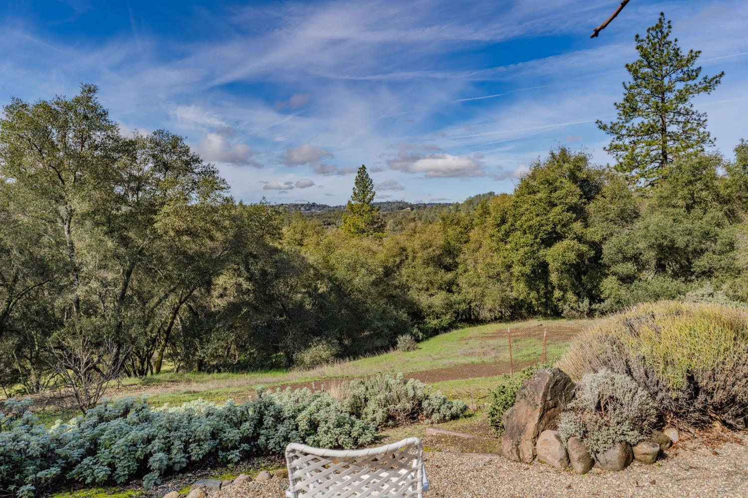 15900 Highway 88 Jackson, CA 95642 - Photo 24 of 48 a view of a yard with a tree
