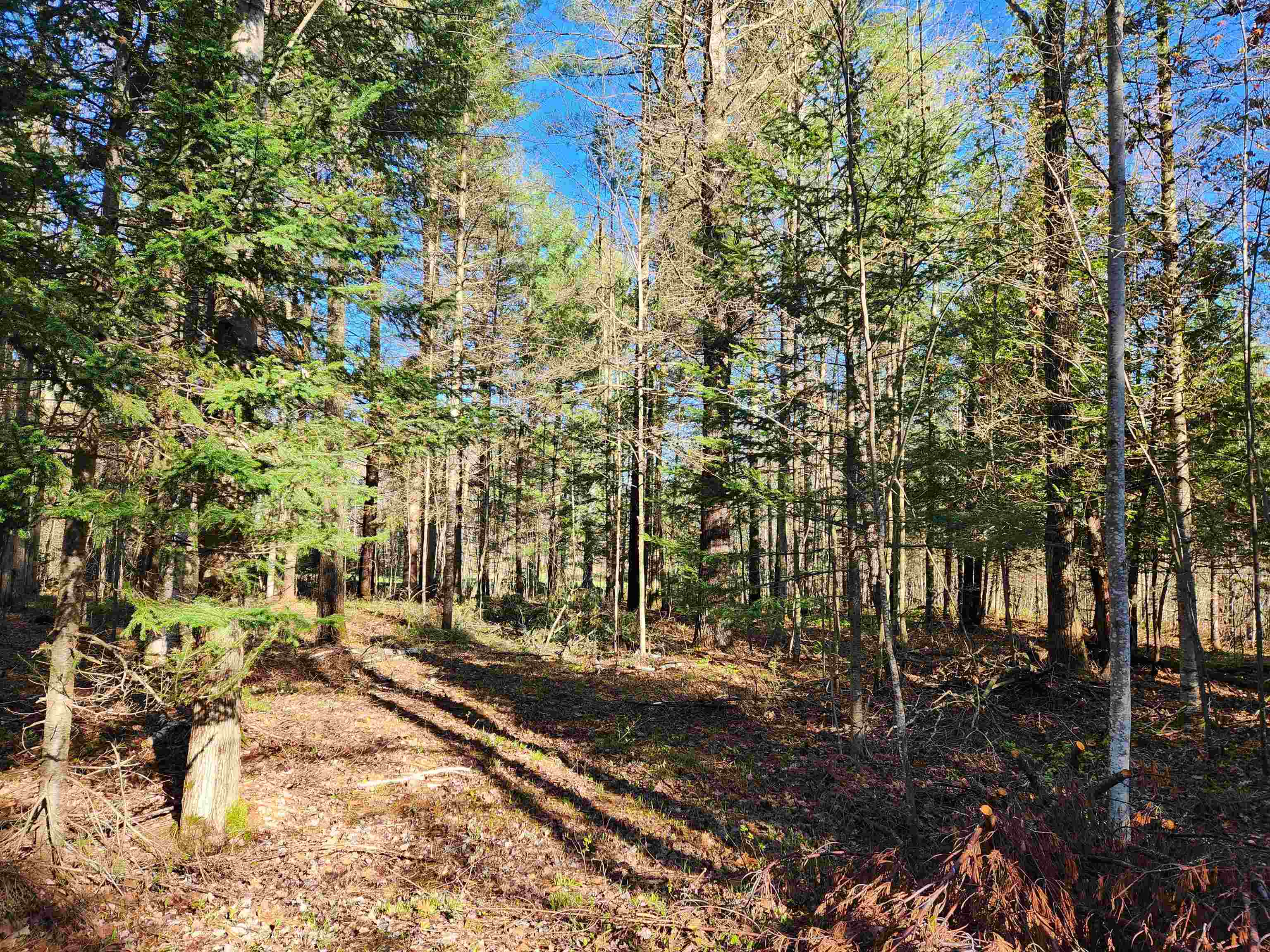 0 Adams Road Northeast Kalkaska, MI 49646 - Photo 22 of 29 1945092-760a6b7a-e7ee-45e5-977f-daeea617e1cf.JPG