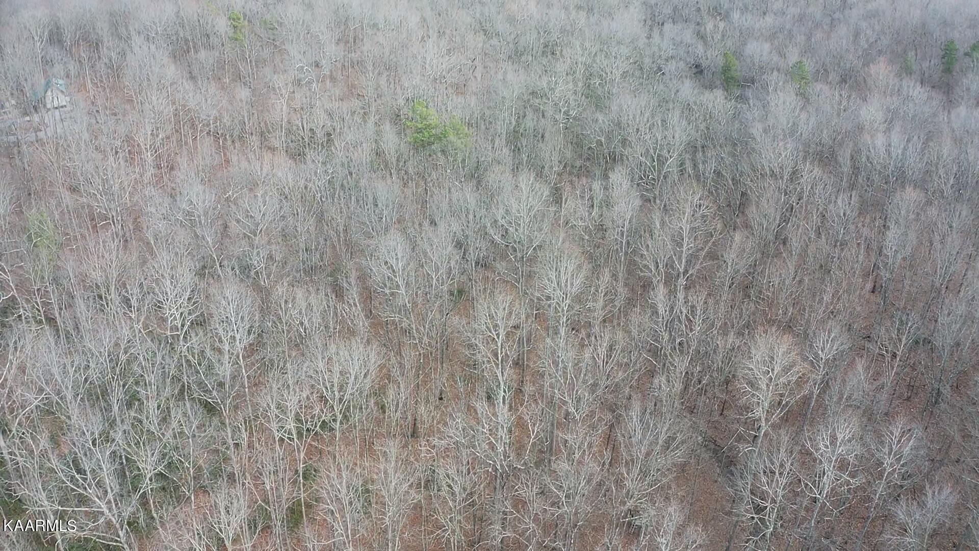 Wilson Ridge Road Jamestown, TN 38556 - Photo 9 of 24 F2A5C247-7C35-4D17-9820-D262F56FF973