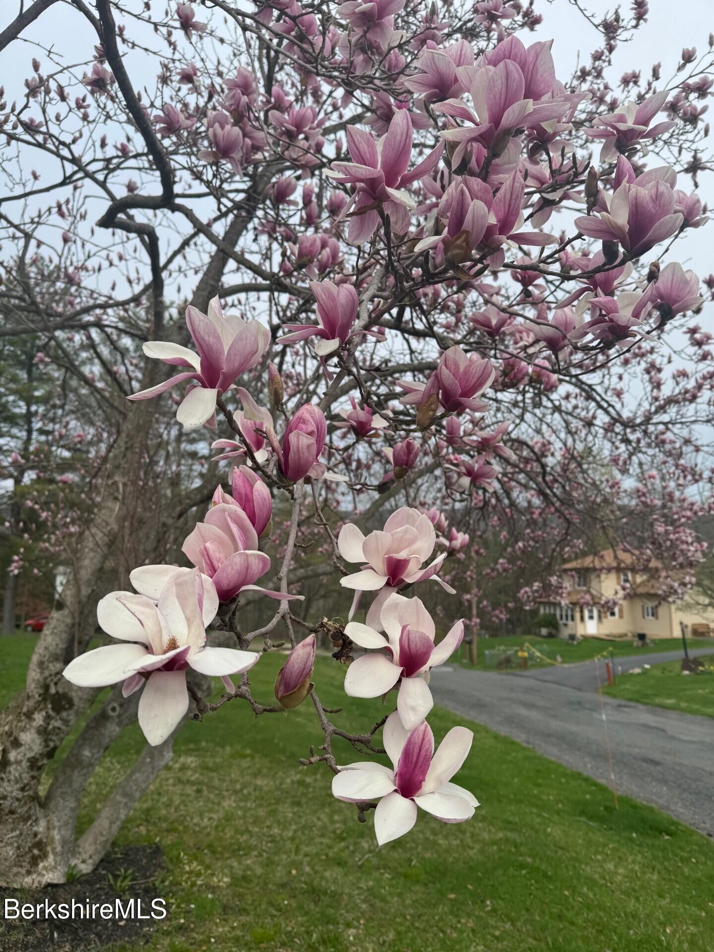 77 Natural Bridge Road North Adams, MA 01247 - Photo 29 of 40 MagnoliaB