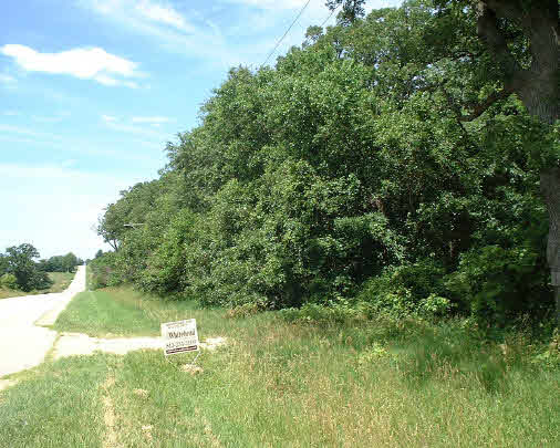 a view of a lush green space