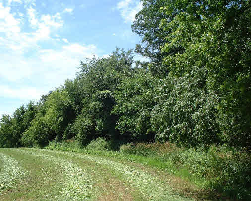 13747 Montague Road Winnebago, IL 61088 - Photo 3 of 6 a view of a lush green space