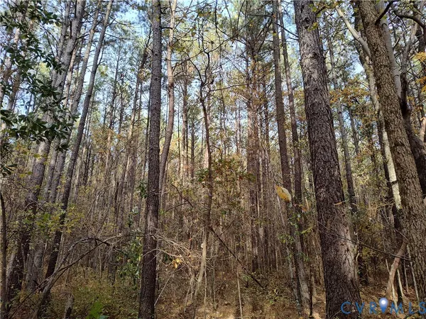 a view of forest