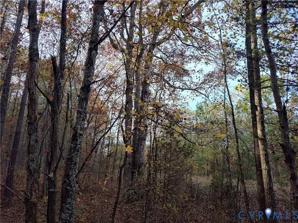 a view of forest