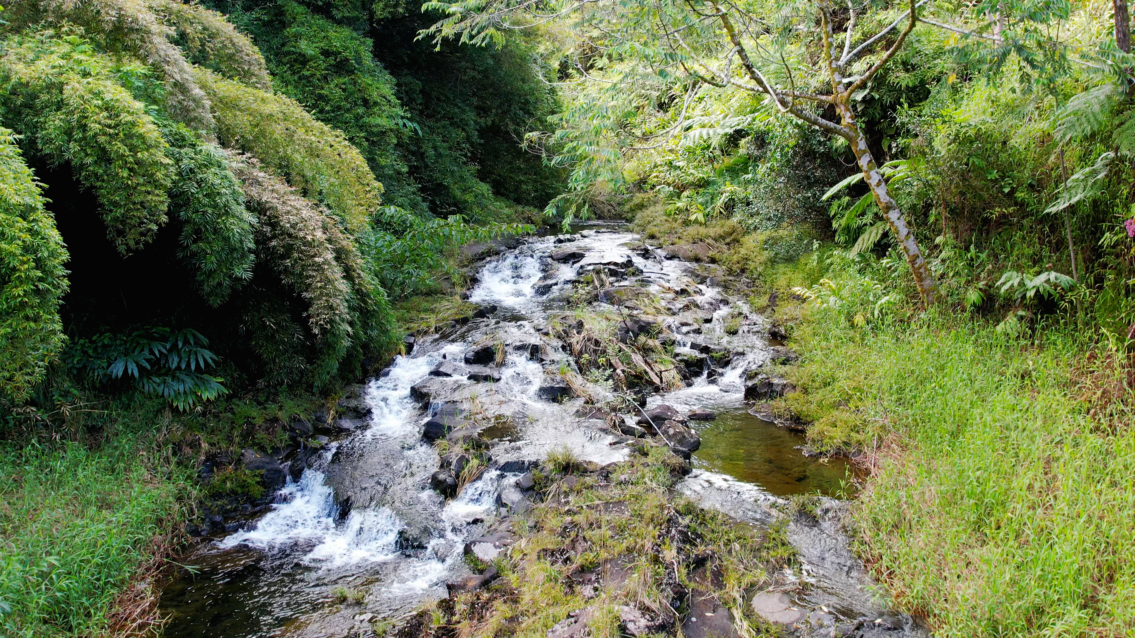 681 Hoaka Road Hilo, HI 96720 - Photo 23 of 26 a picture of trees