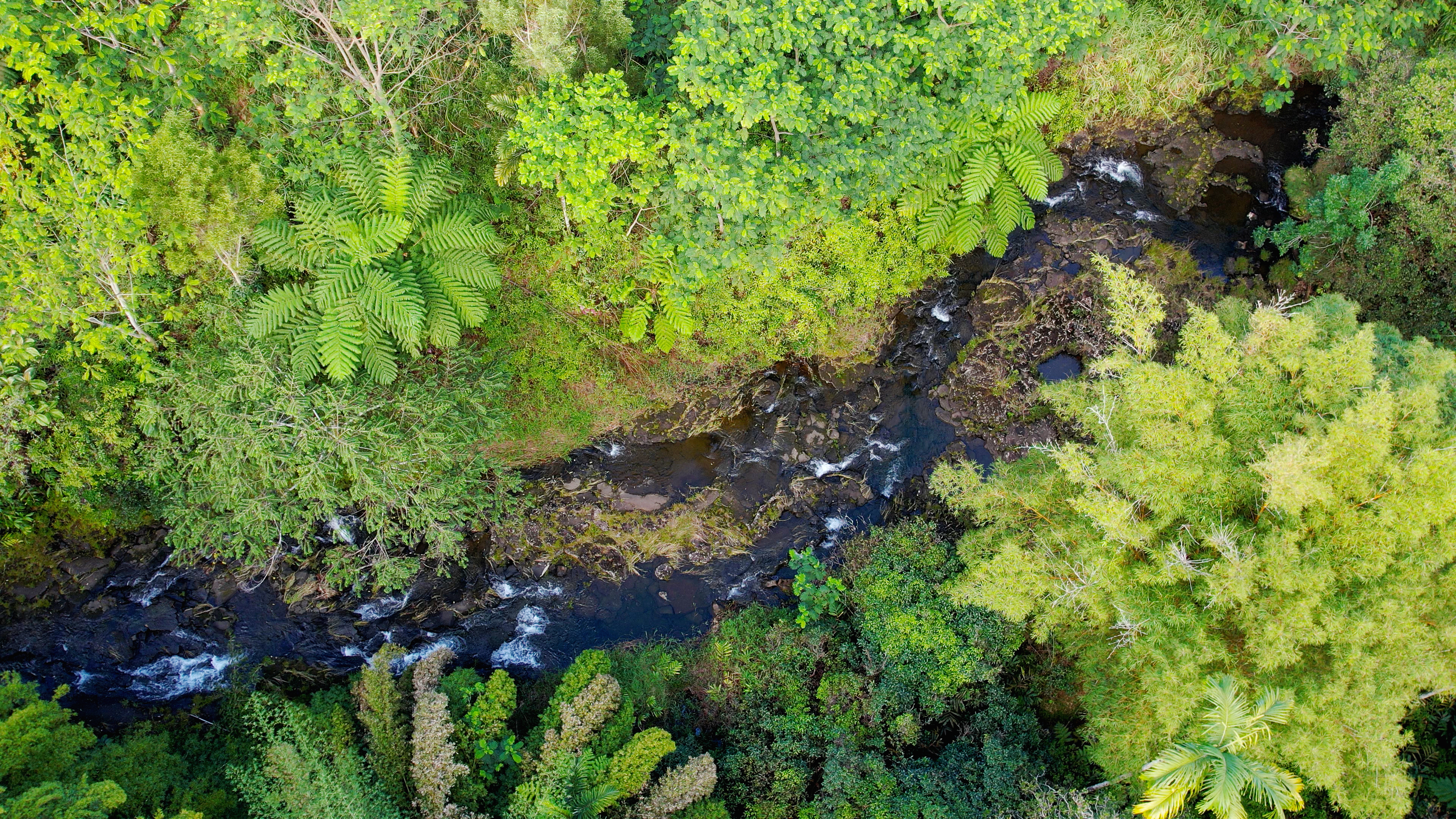 681 Hoaka Road Hilo, HI 96720 - Photo 24 of 26 a view of a garden