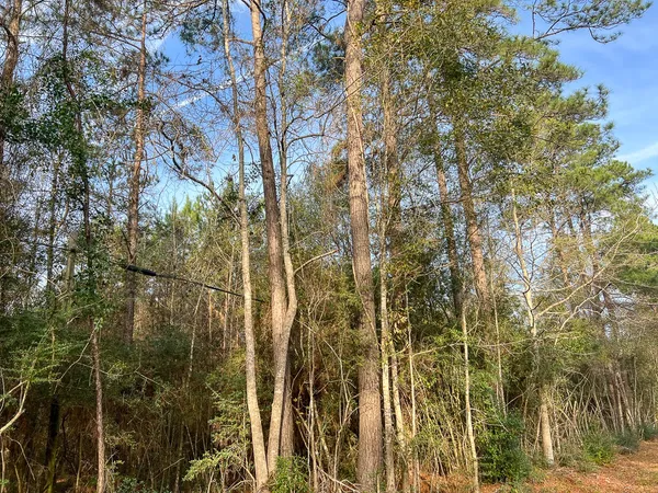 a view of a forest