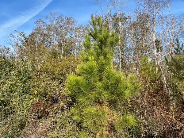 a view of a plants and small yard