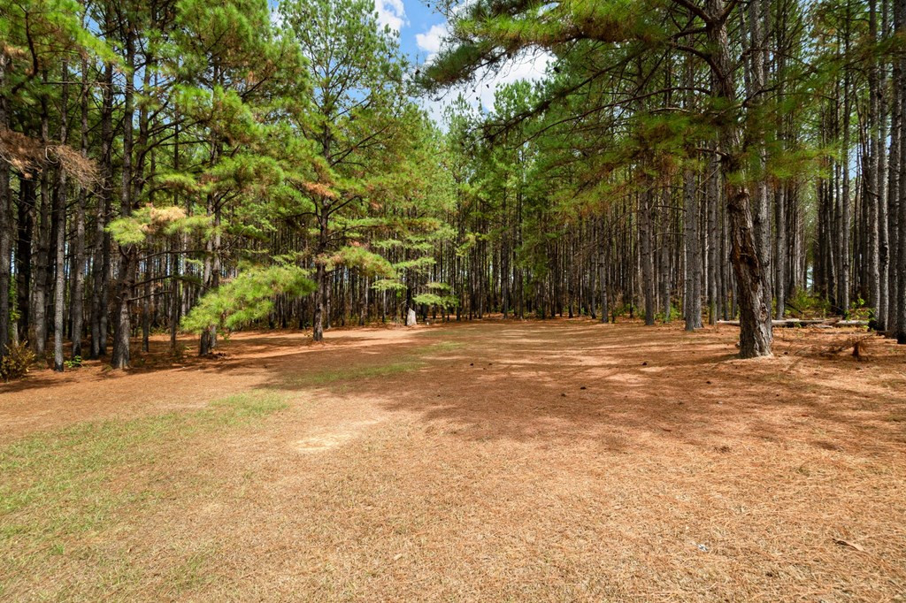 6631 Thompson Road Smithdale, MS 39664 - Photo 32 of 38 Photo 32