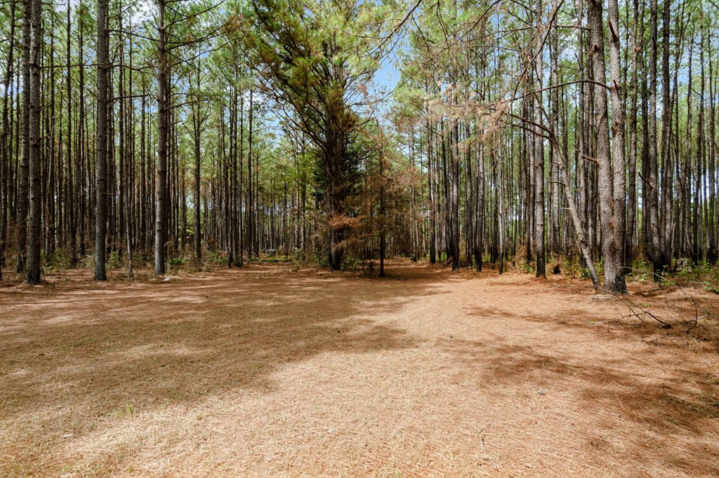 6631 Thompson Road Smithdale, MS 39664 - Photo 34 of 38 Photo 34
