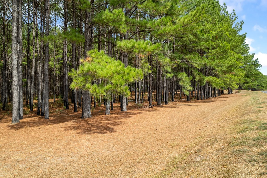 6631 Thompson Road Smithdale, MS 39664 - Photo 5 of 38 Photo 5