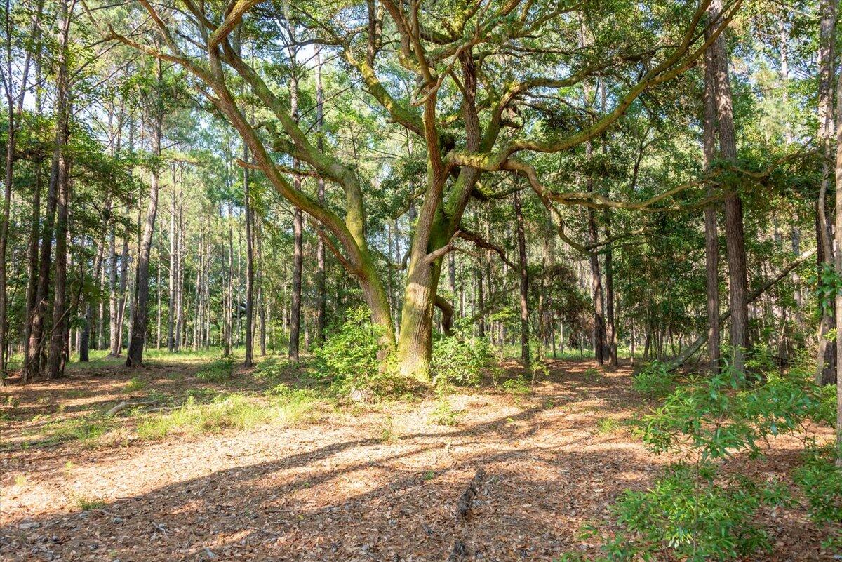 2278 Laurel Hill Road Edisto Island, SC 29438 - Photo 10 of 17 2278