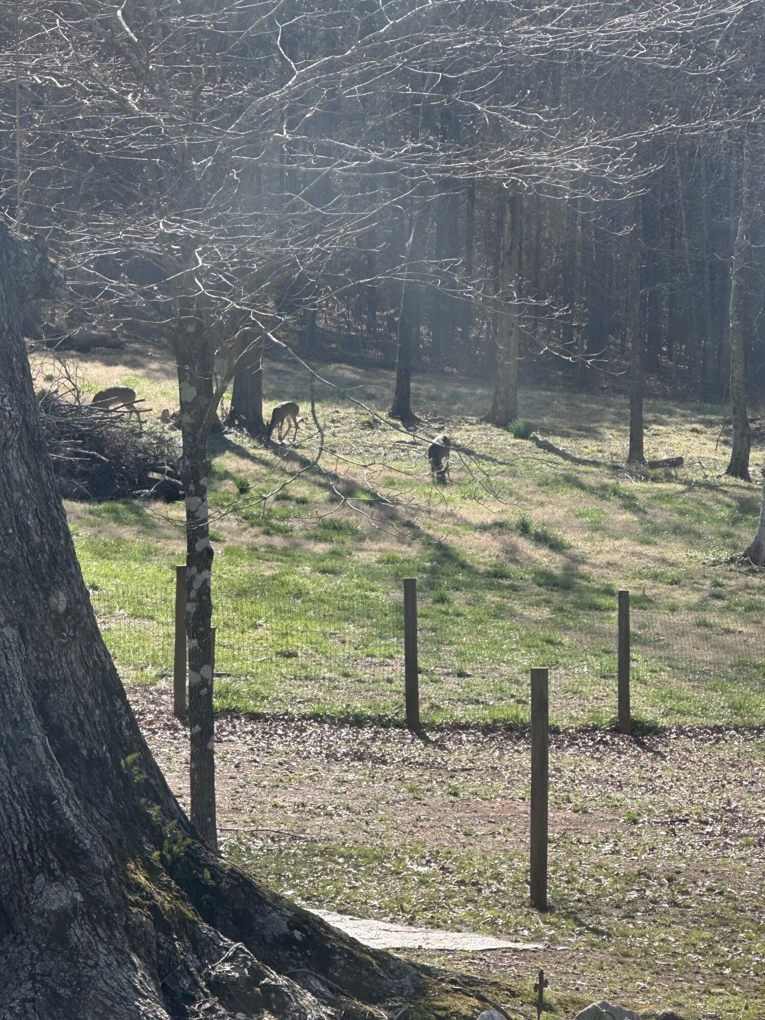 5111 Greensboro Road South Washington, GA 30673 - Photo 67 of 75 45C98868-4BCA-401D-9E63-14A2241E4852-pre