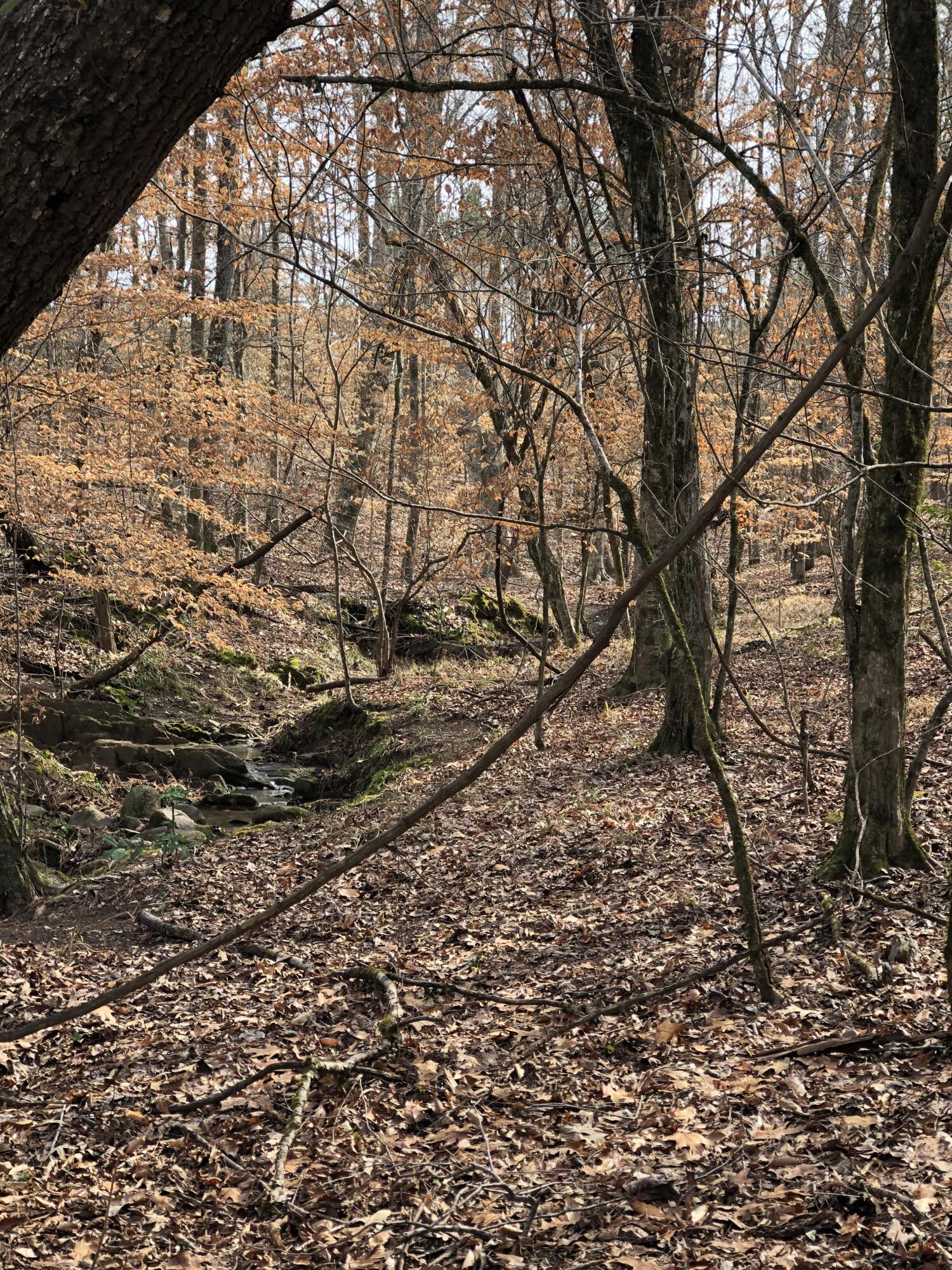 5111 Greensboro Road South Washington, GA 30673 - Photo 69 of 75 IMG_4943-preview