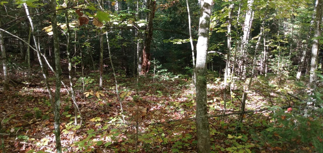 22-1813 Moonshine Valley Road Presque Isle, WI 54557 - Photo 5 of 5 Gallery Image 5