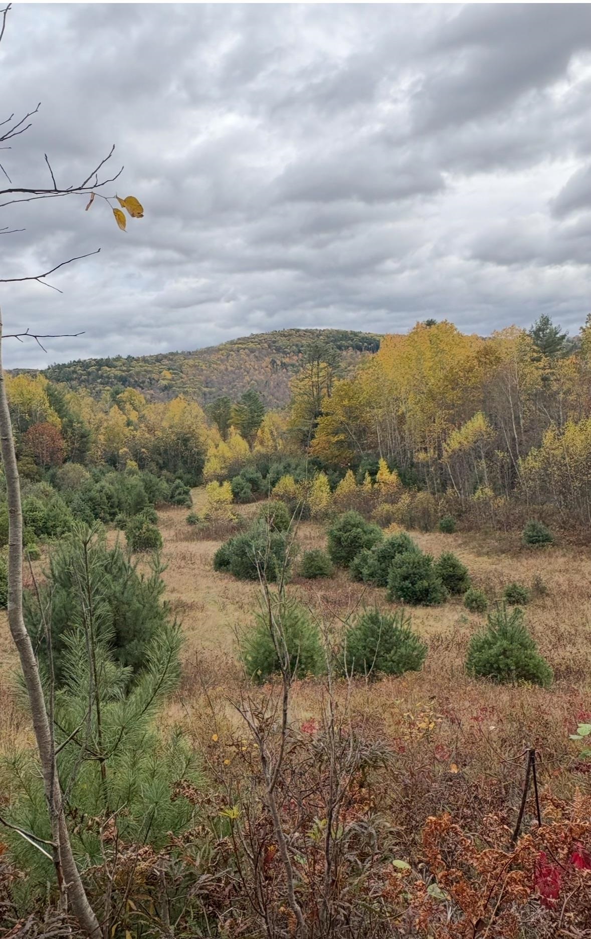 Lot 4 Catterall Road Lisbon, NH 03585 - Photo 2 of 7