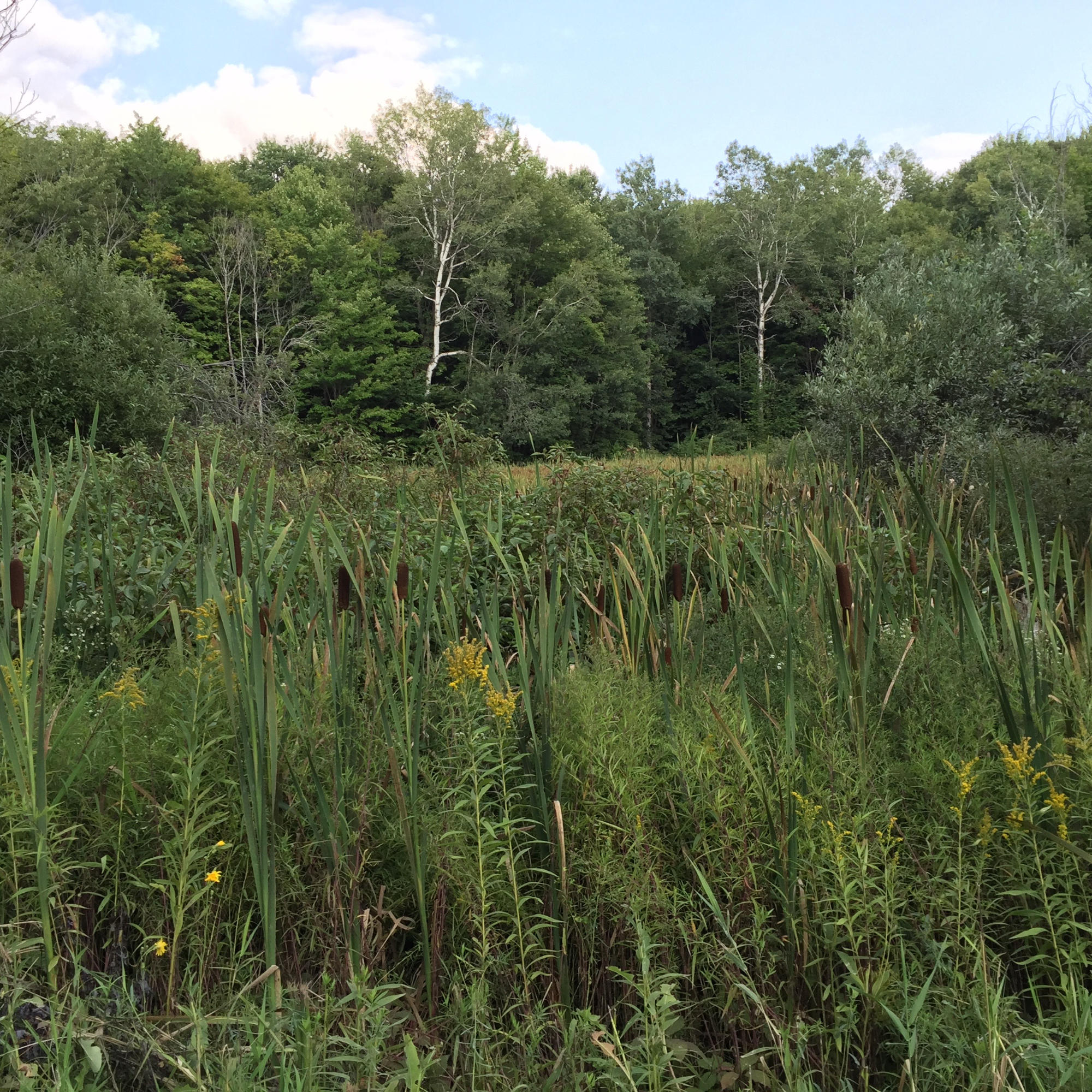 Lewis Road Vanderbilt, MI 49795 - Photo 10 of 11 Gallery Image 10