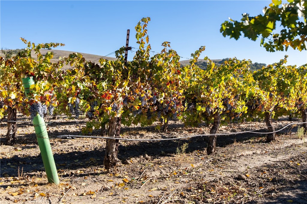 77620 Lowes Canyon Road San Miguel, CA 93451 - Photo 12 of 66 a view of a yard