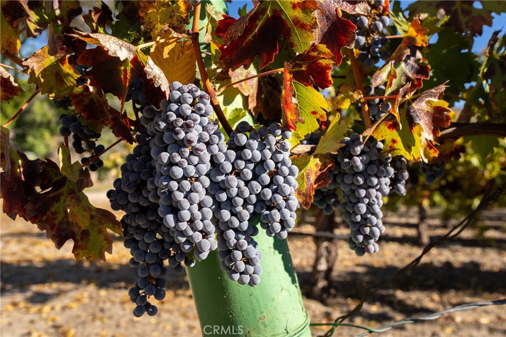 77620 Lowes Canyon Road San Miguel, CA 93451 - Photo 12 of 56 a picture of tree