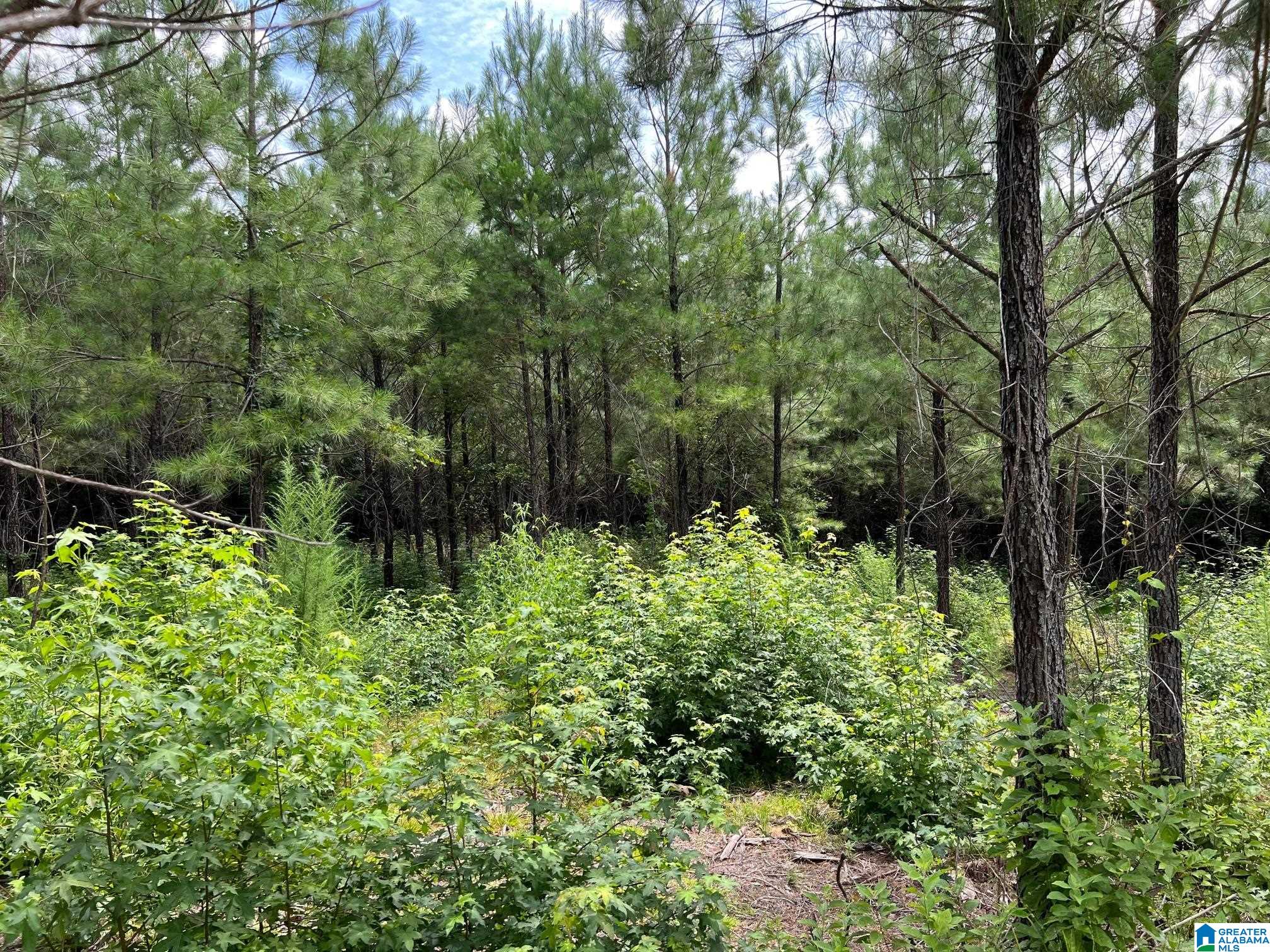 0 Cahaba Hill Road Centreville, AL 35042 - Photo 1 of 13