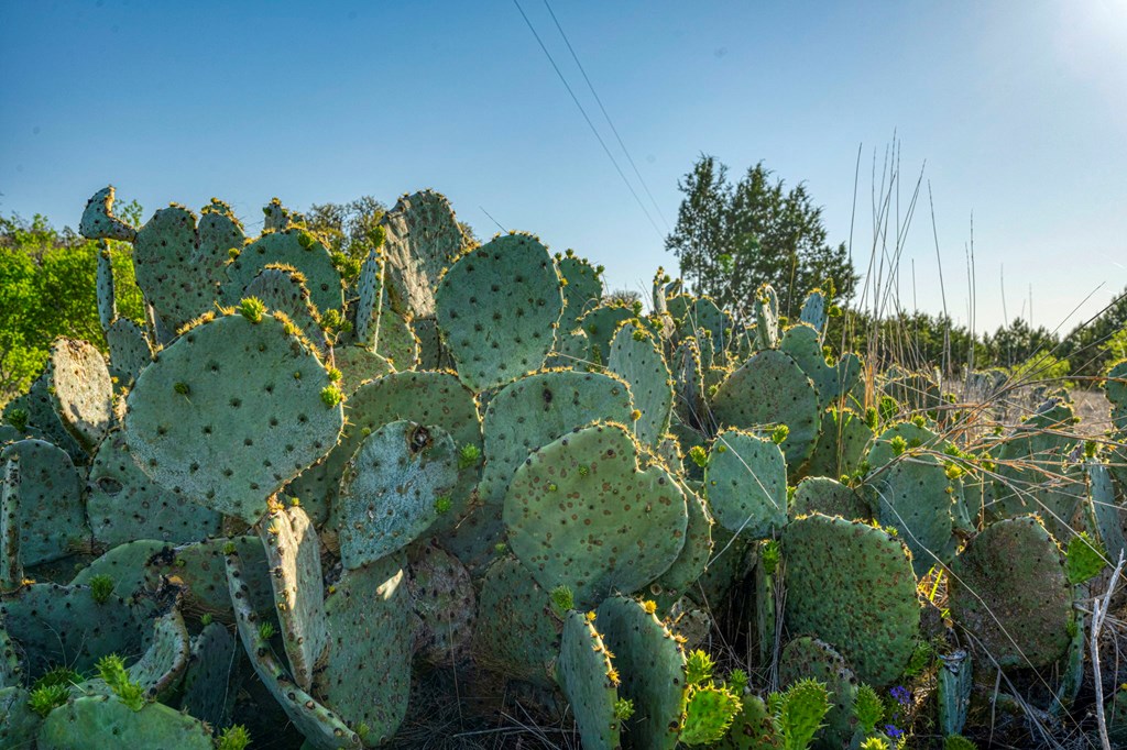 27 Center Point Center Point, TX 78010 - Photo 68 of 74