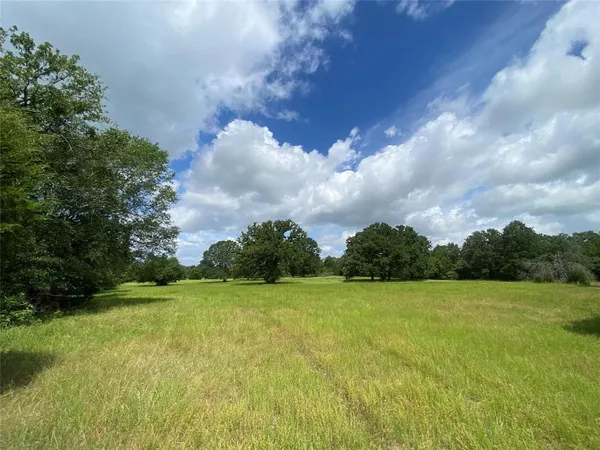 a view of a park that has a tree in it