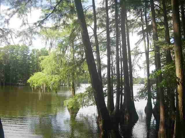 1319 Tom Still Road Tallahassee, FL 32305 - Photo 7 of 7 Gallery Image 7