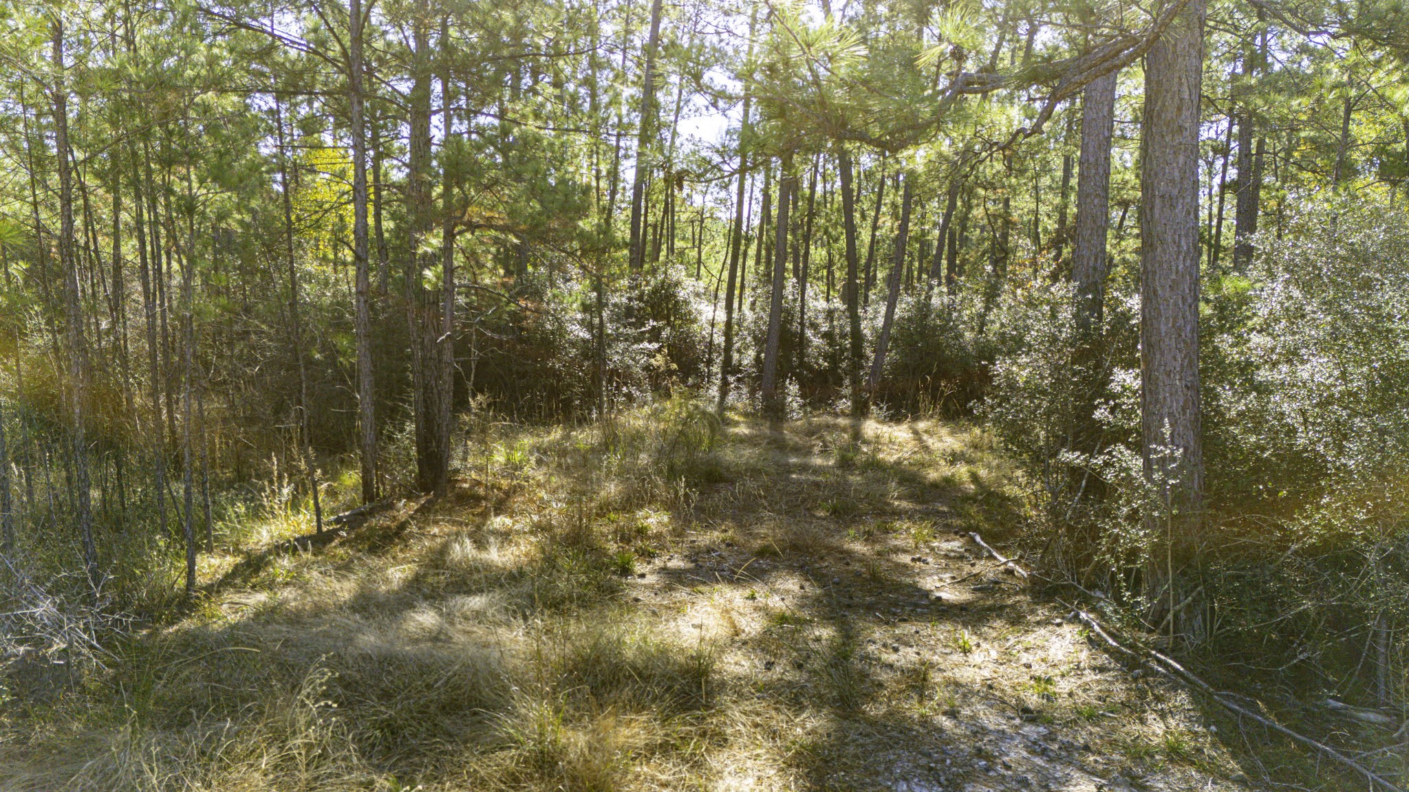 29 Sportsman Retreat Road Onalaska, TX 77360 - Photo 5 of 17 a view of yard