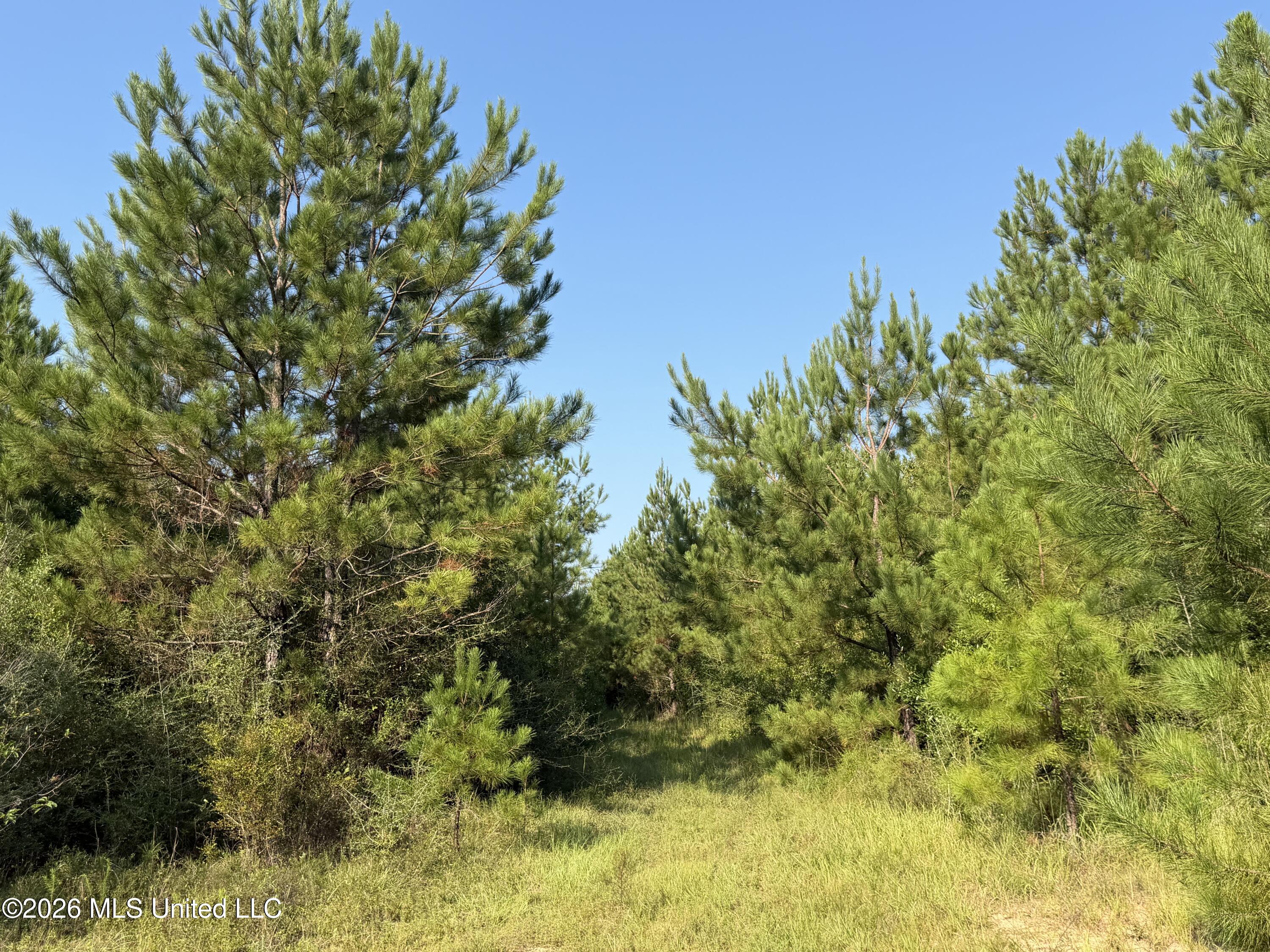 156.3 Acres Beesley Road Lucedale, MS 39452 - Photo 1 of 30 IMG_6048