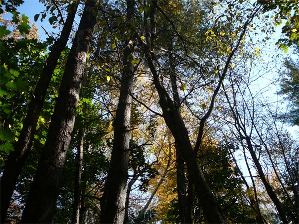 0 Crane Road Littleton, MA 01460 - Photo 1 of 4