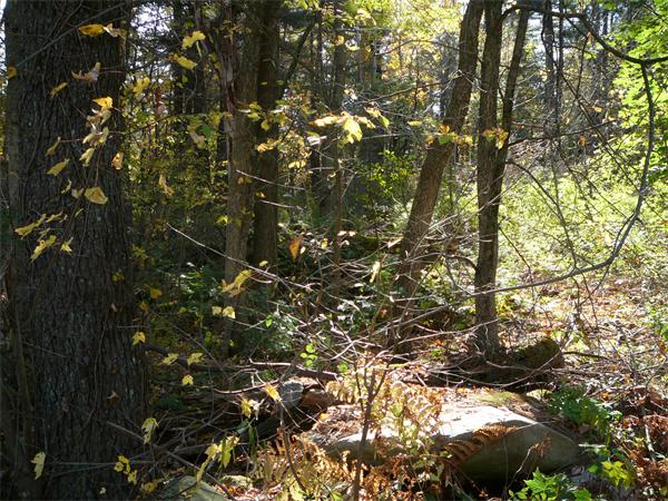 0 Crane Road Littleton, MA 01460 - Photo 3 of 4