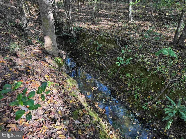 a view of a yard with plants and trees