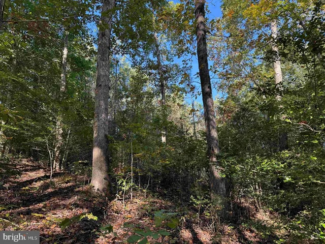 a view of a forest with trees in the background
