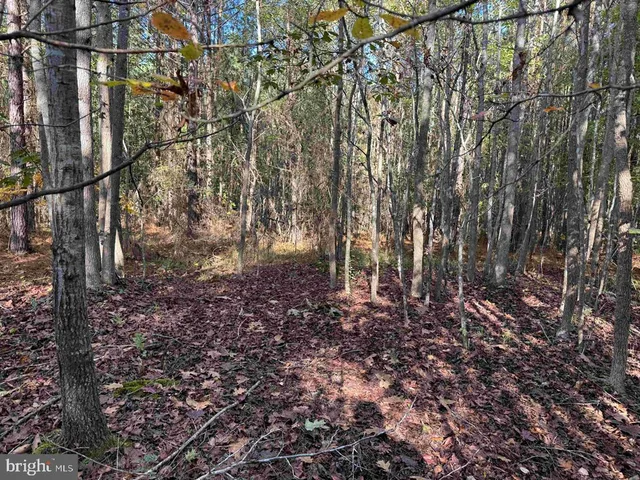 a view of a forest with trees