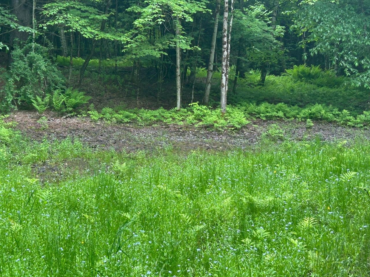 0 Rocky Road Johnson, VT 05656 - Photo 11 of 22