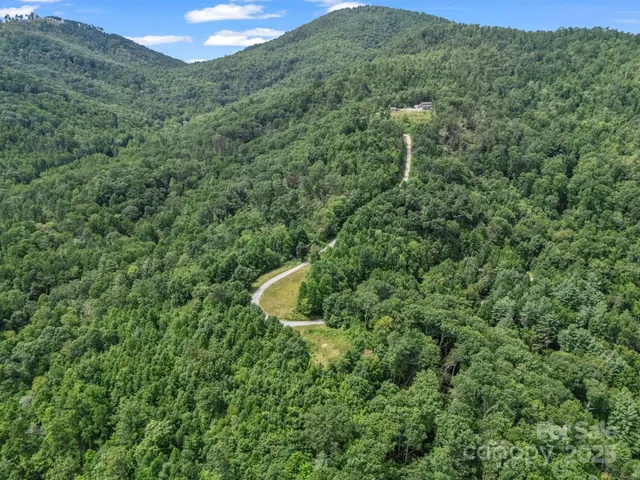 a view of a forest with a street