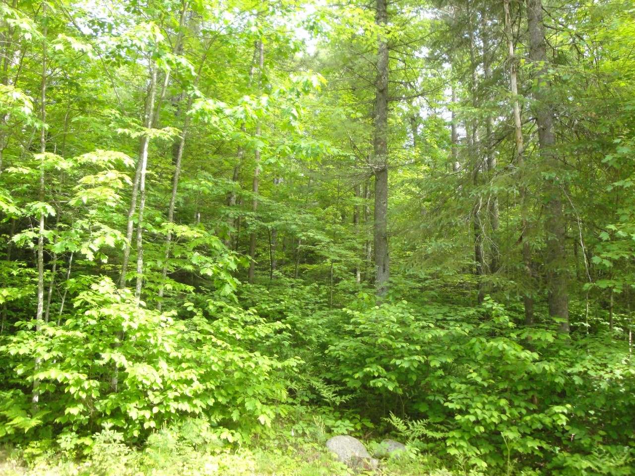 Lot 2 Cedar Lane Rhinelander, WI 54501 - Photo 8 of 19 Gallery Image 8