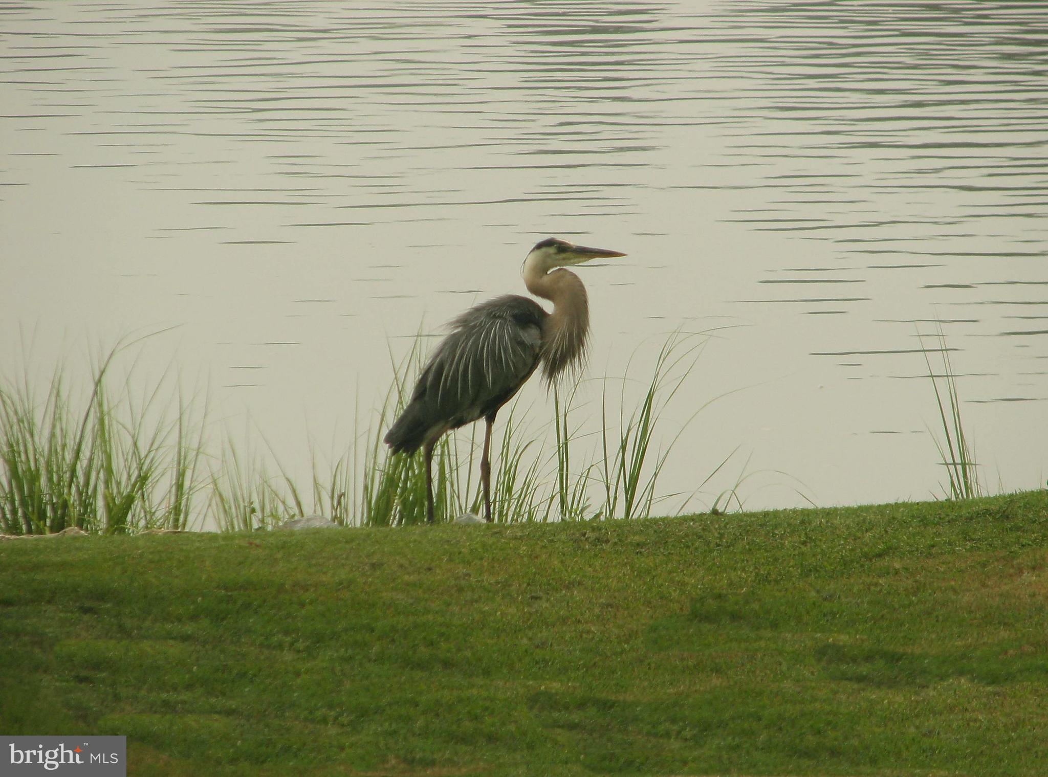 602 Cove Road St. Michaels, MD 21663 - Photo 46 of 79 Occasional visitor