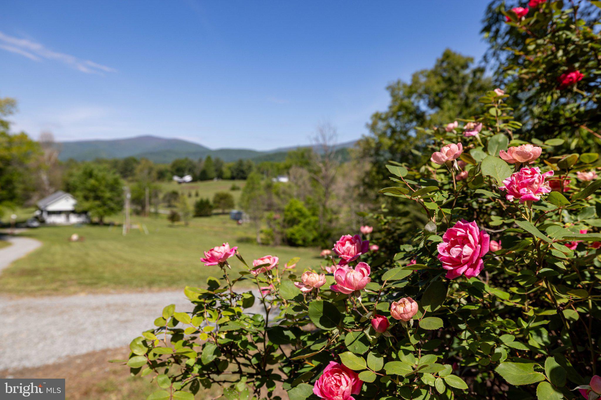 246 Lawsons Farm Circle Ruckersville, VA 22968 - Photo 84 of 130 Blooming roses with mountain views.