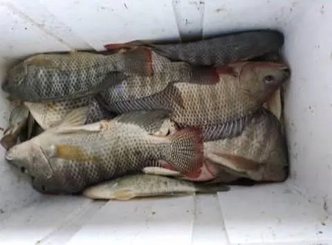 $260,000 | 317 North Kika De La Garza Boulevard, La Joya, TX 78560