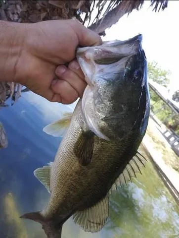 $260,000 | 317 North Kika De La Garza Boulevard, La Joya, TX 78560