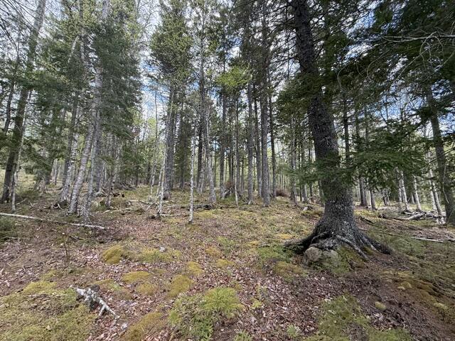 Lot12-part Indian Trail Road East Machias, ME 04630 - Photo 21 of 34 IMG_9878