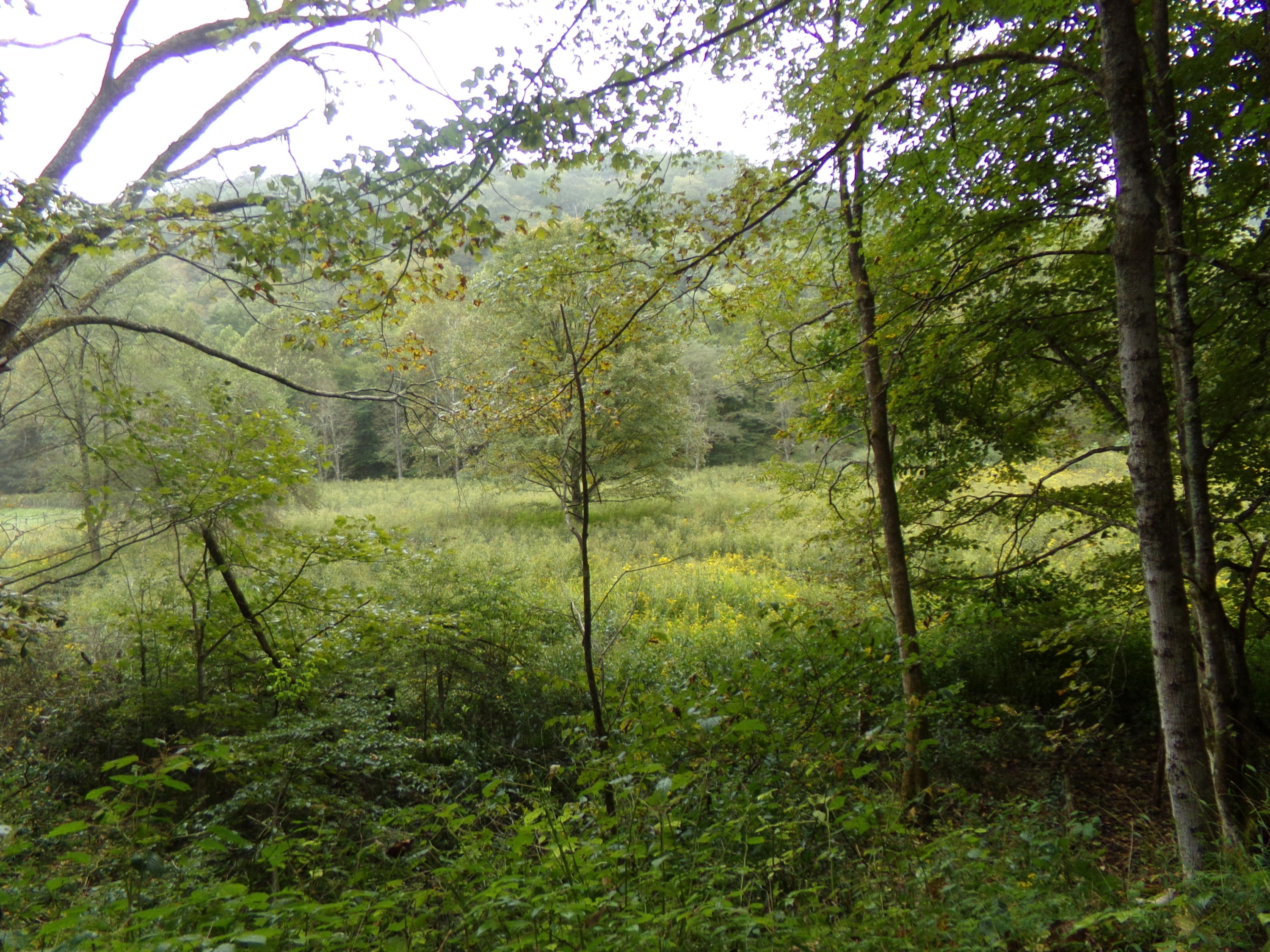 Robbins Fork Road Renick, WV 24966 - Photo 3 of 5 Gallery Image 3