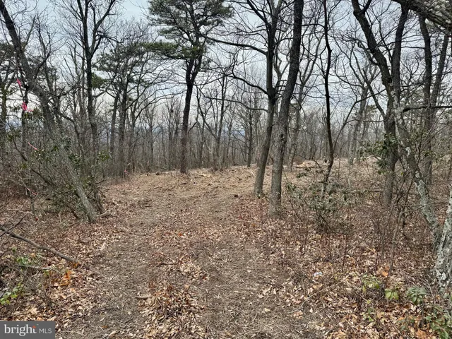 a view of outdoor space with trees