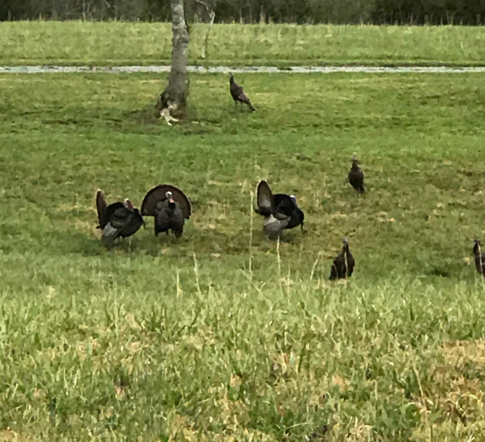7901 Pinewood Road Fairview, TN 37062 - Photo 27 of 29 a view of a lake view