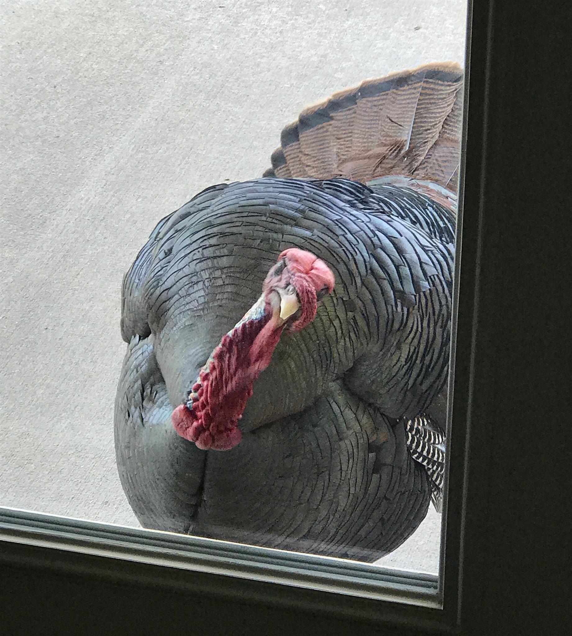 7901 Pinewood Road Fairview, TN 37062 - Photo 28 of 29 a view of a balcony